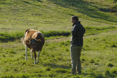 Pieter en koe